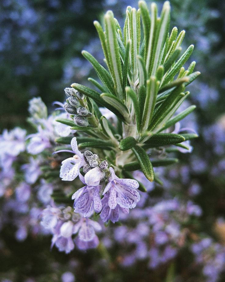 Ružmarin i karnosol: Prirodna zaštita neurona i poboljšanje dugoročnog pamćenja
